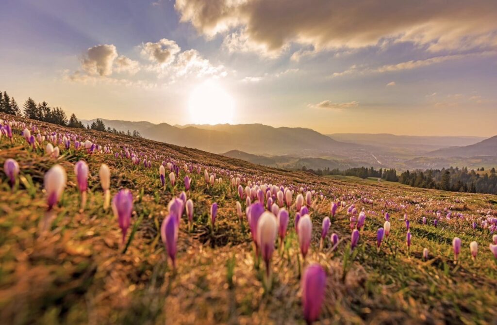 Krokuswiese im Oberallgäu bei Sonnenaufgang