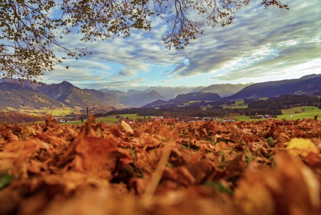 Herbstlaub vor dem Panorama der Allgäuer Berge